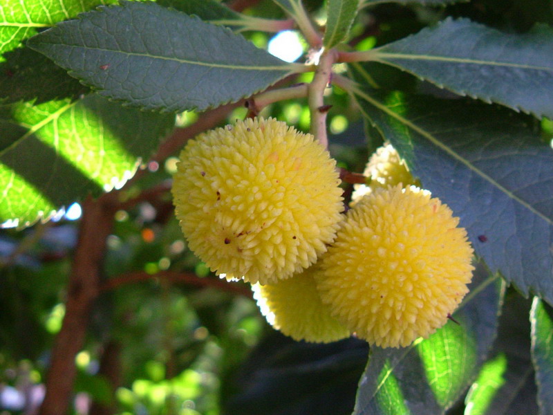 Arbutus unedo / Corbezzolo